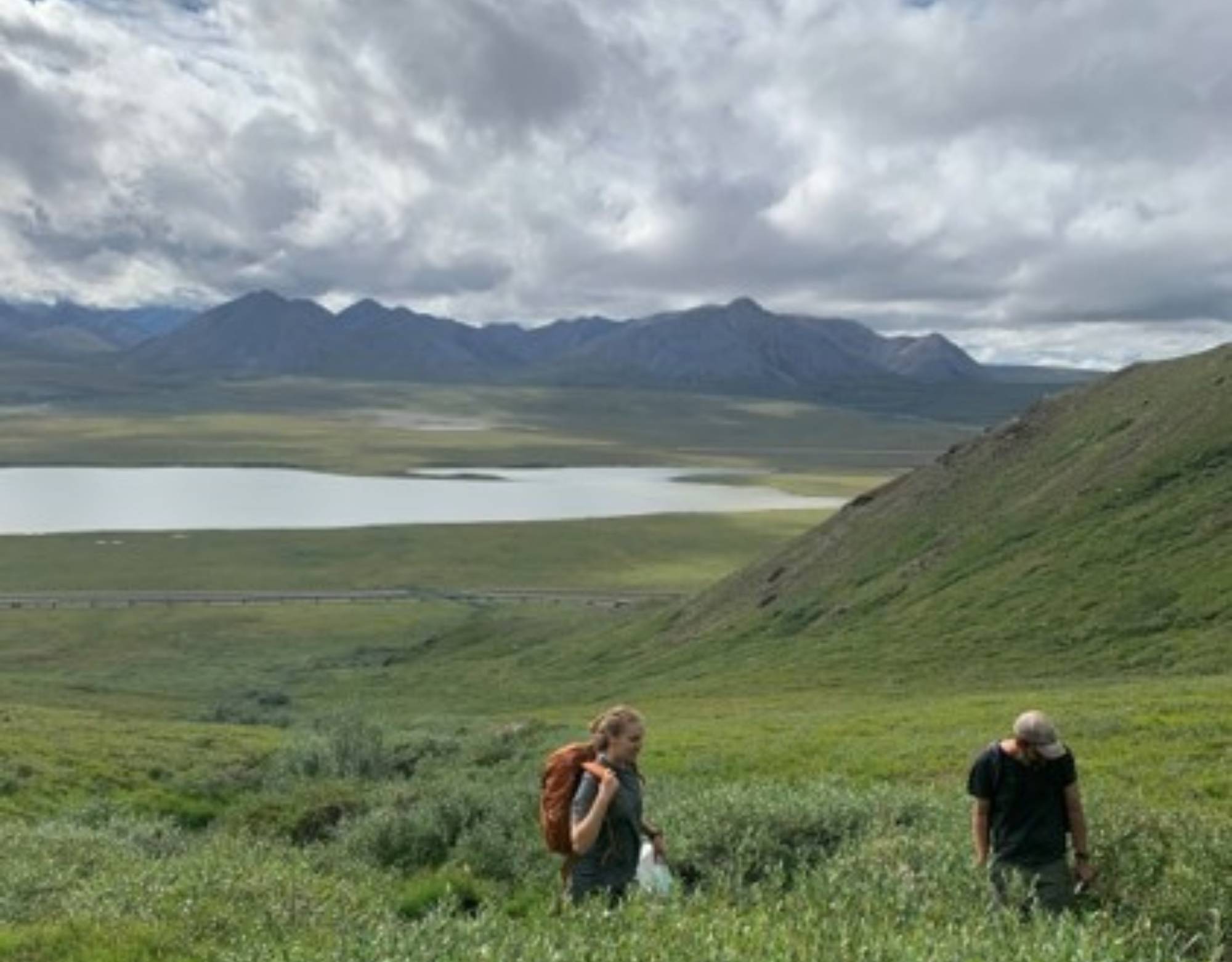 Sheep Mountain Oxyria digyna collection